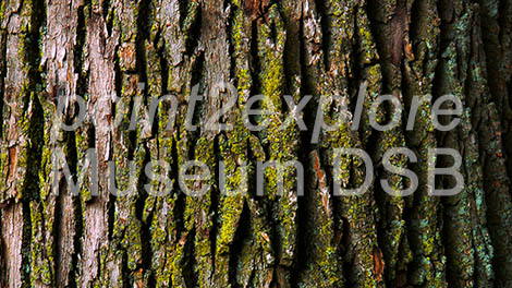 Digital Signage Tree Bark Background